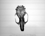 >Test dataset example. Rat skull scanned by X-Ray microtomograph.